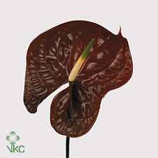 Срезанные цветы оптом Anthurium choco от 10шт. из Голландии с доставкой по России