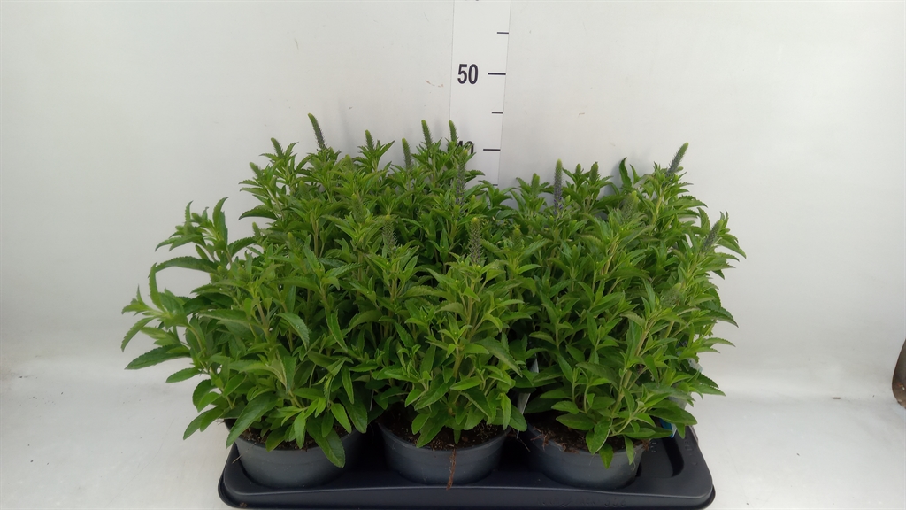 Горшечные цветы и растения оптом Veronica Spicata от 6шт из Голландии с доставкой по России