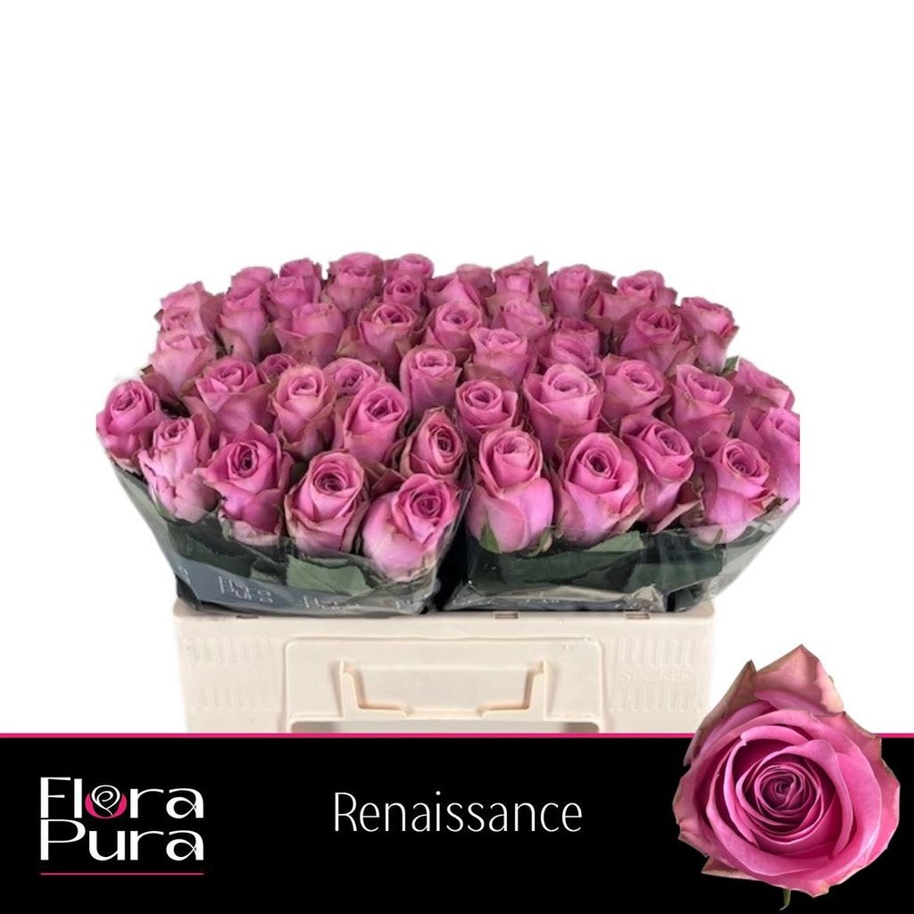 Срезанные цветы оптом Rosa large renaissance от 50шт. из Голландии с доставкой по России