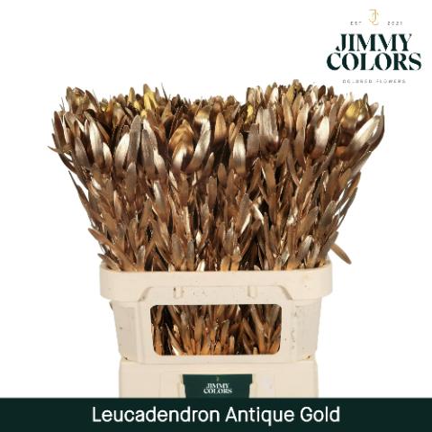 Срезанные цветы оптом Leucadendron paint metallic gold antique от 80шт из Голландии с доставкой по России
