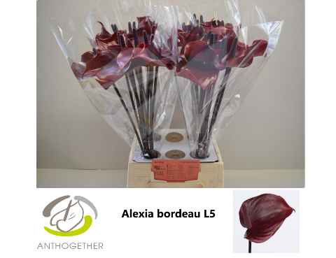Срезанные цветы оптом Anthurium princess alexia bordeaux от 40шт из Голландии с доставкой по России