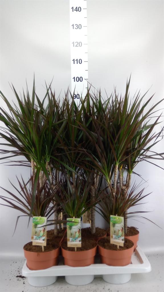 Горшечные цветы и растения оптом Dracaena Marg. magenta от 6шт из Голландии с доставкой по России