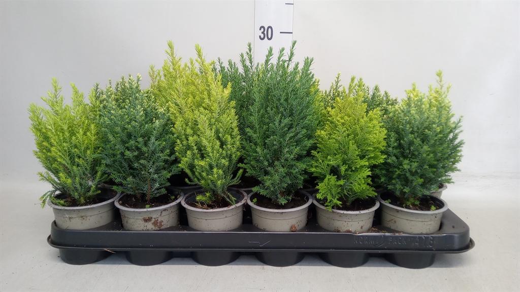 Горшечные цветы и растения оптом Conifers ... от 18шт (для телеги) из Голландии с доставкой по России