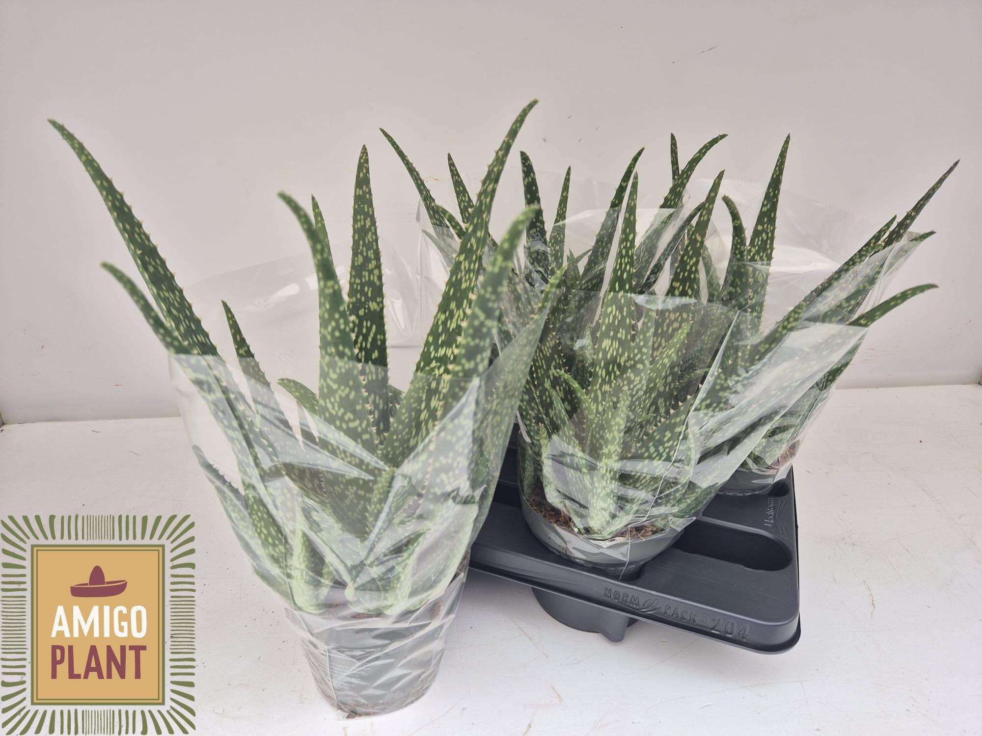 Горшечные цветы и растения оптом Aloe Vera от 4шт из Голландии с доставкой по России