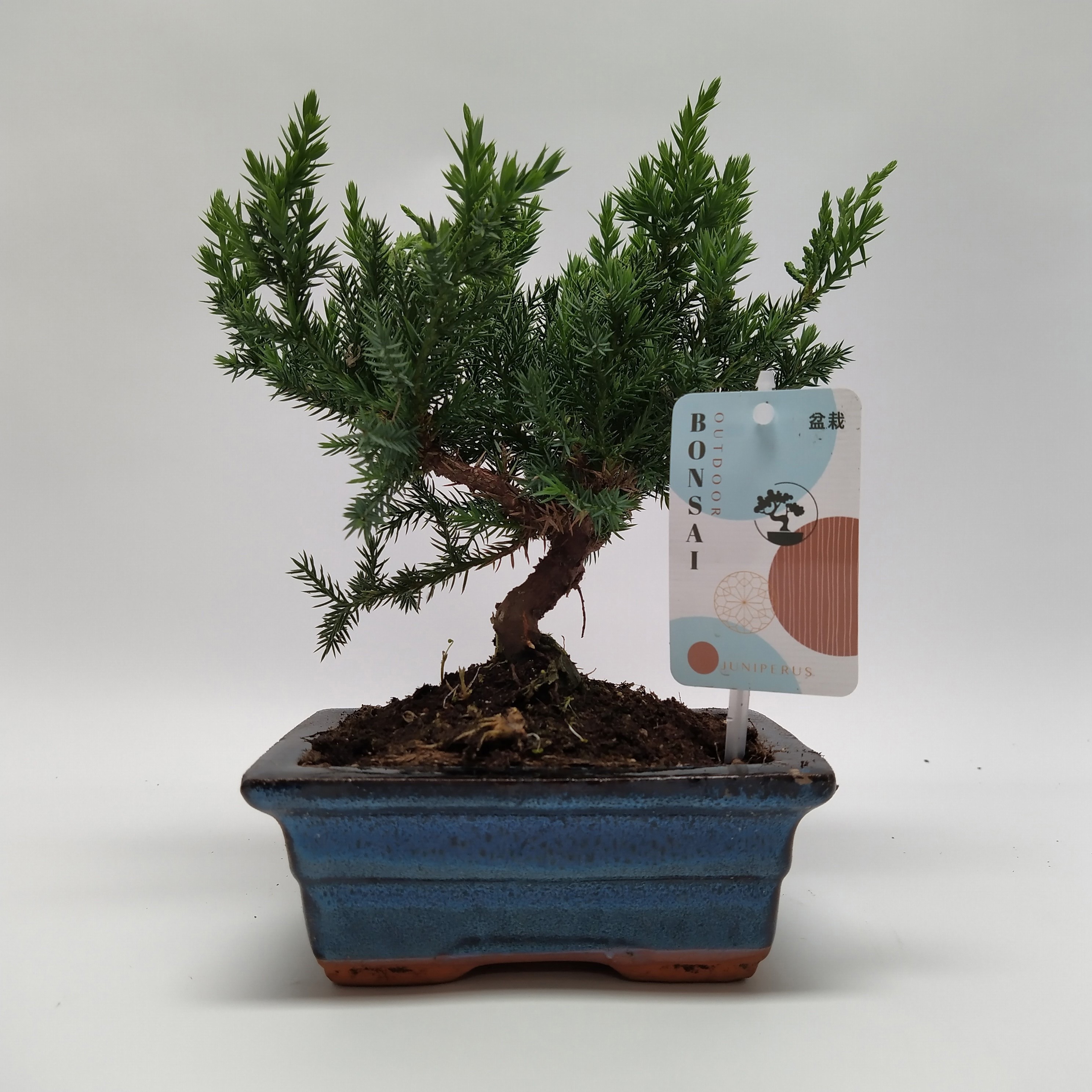 Горшечные цветы и растения оптом Bonsai Juniperus Bonsai Traditional от 6шт из Голландии с доставкой по России