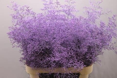 Срезанные цветы оптом Limonium paint milka от 25шт из Голландии с доставкой по России