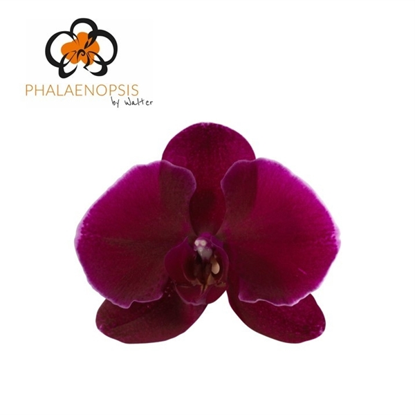 Срезанные цветы оптом Phalaenopsis velvet janet (per flower) от 25шт из Голландии с доставкой по России