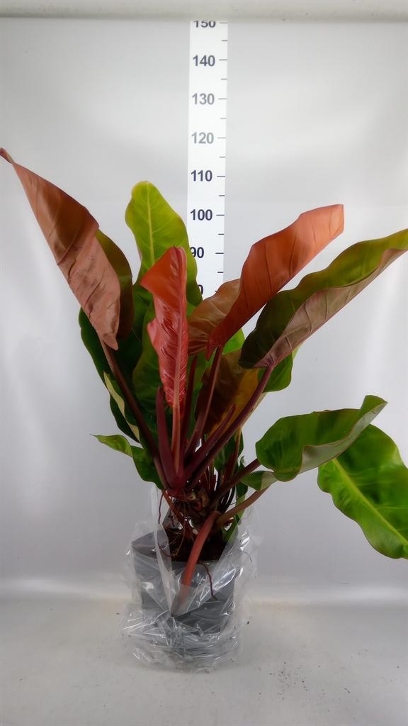 Горшечные цветы и растения оптом Philodendron ... от 1шт из Голландии с доставкой по России