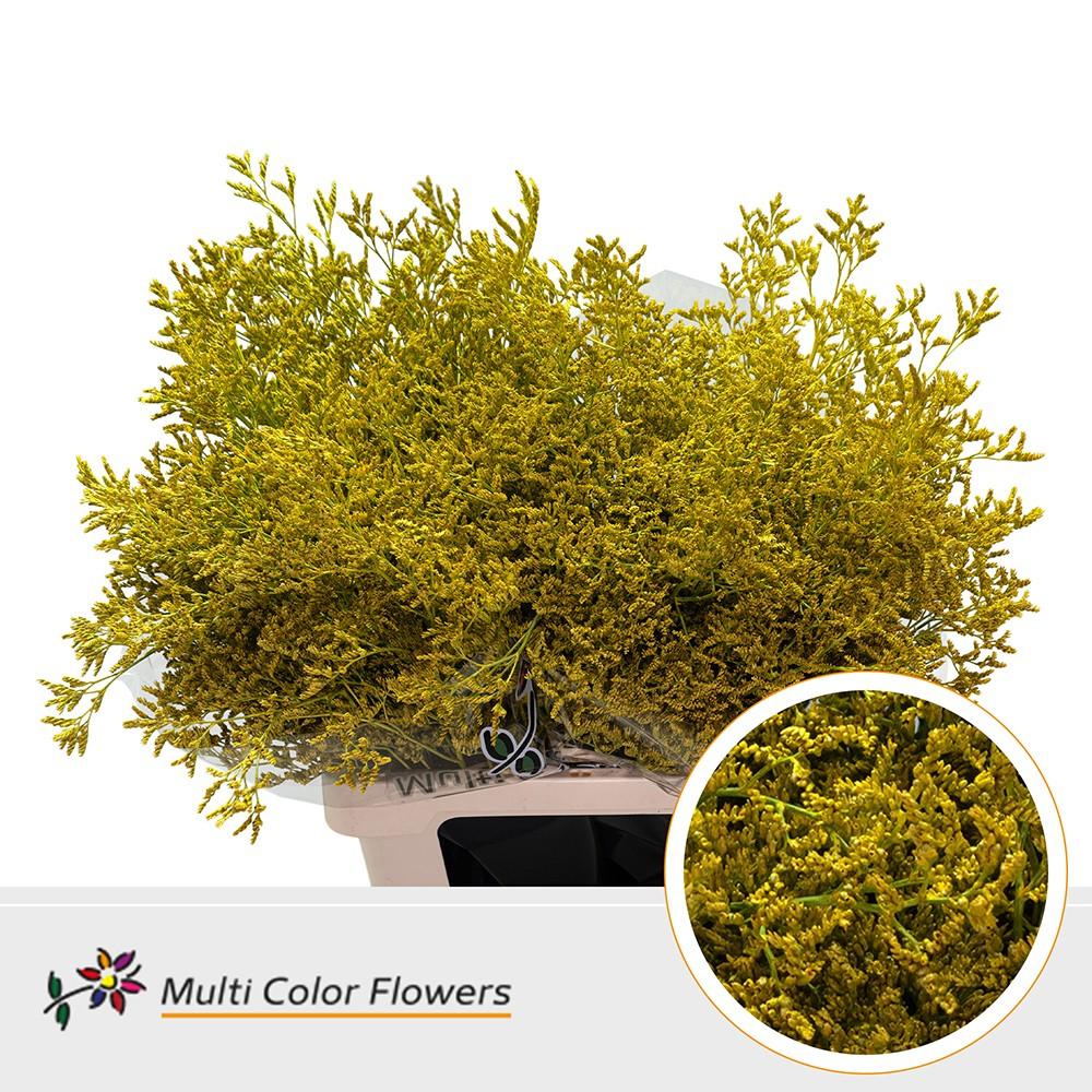 Срезанные цветы оптом Limonium paint yellow от 50шт из Голландии с доставкой по России