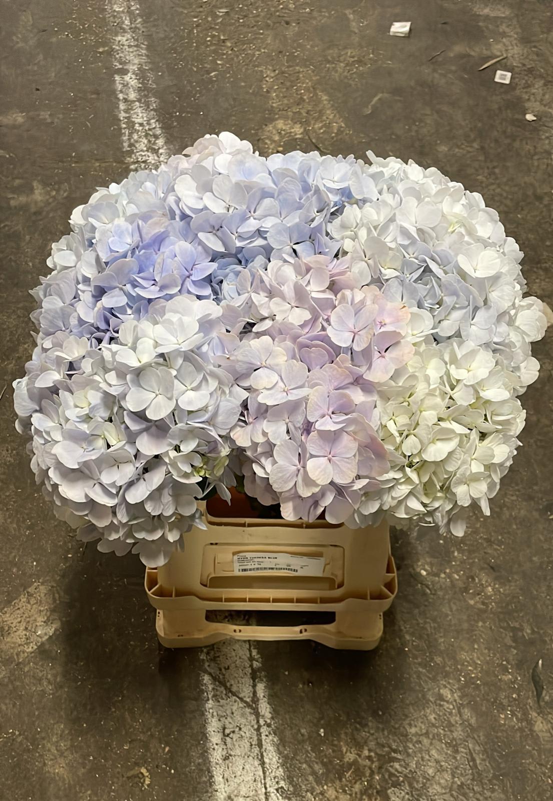 Срезанные цветы оптом Hydrangea dream blue от 10шт из Голландии с доставкой по России