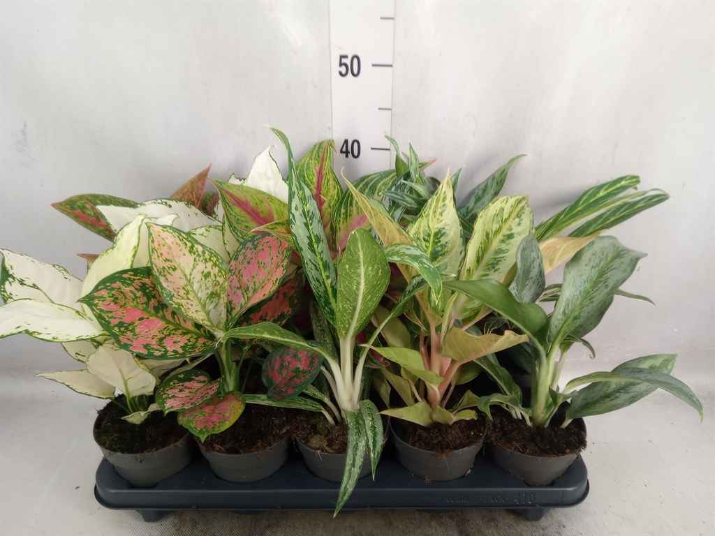 Горшечные цветы и растения оптом Aglaonema   ... от 10шт из Голландии с доставкой по России