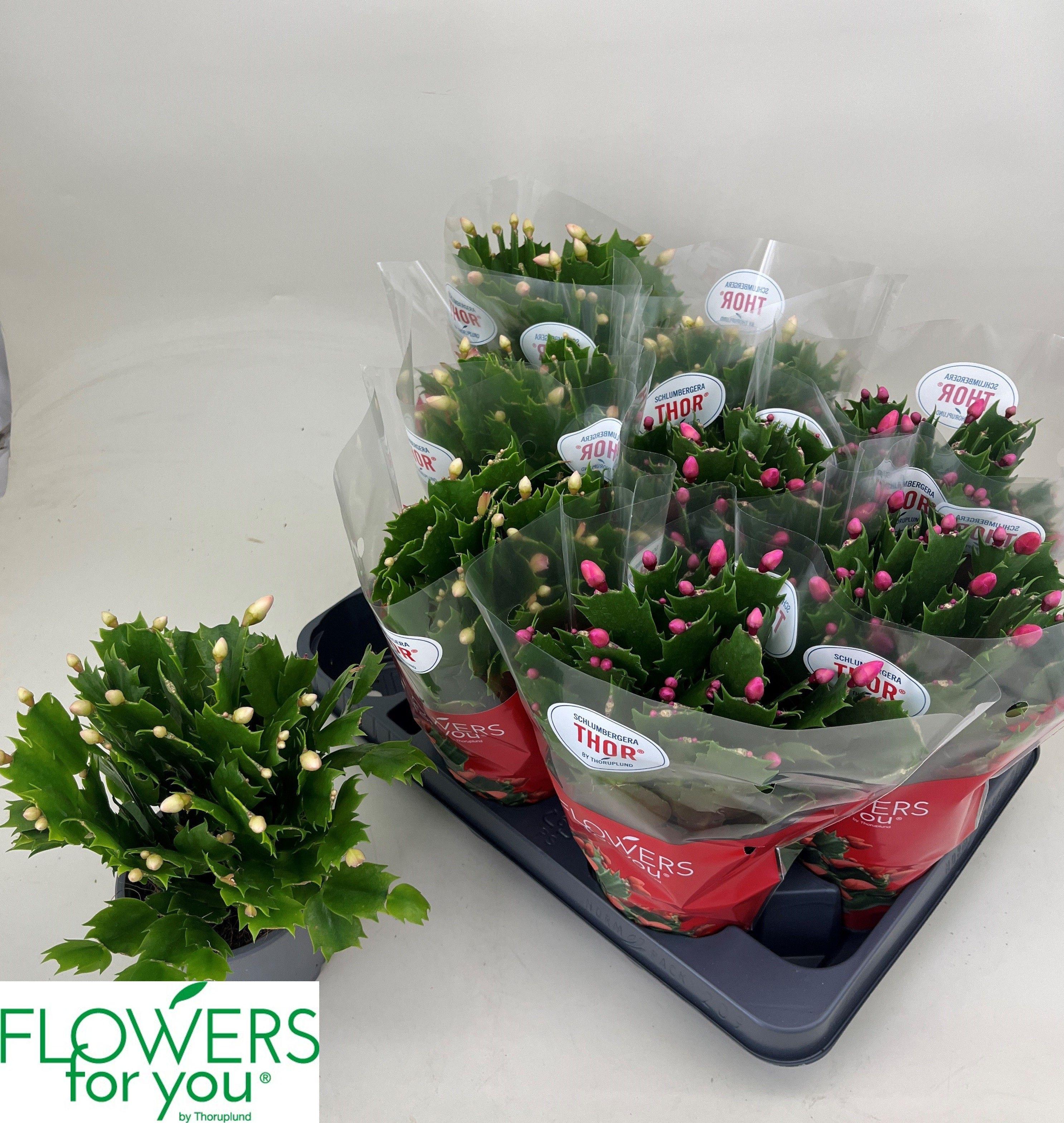 Горшечные цветы и растения оптом Schlumb Gem 2 Kl от 9шт из Голландии с доставкой по России