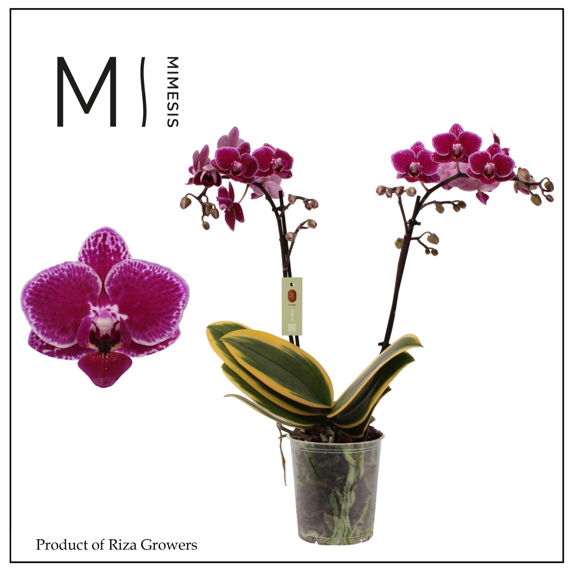 Горшечные цветы и растения оптом Phalaenopsis Magic Leaf 2 Spike - 12cm | Mimesis от 10шт из Голландии с доставкой по России