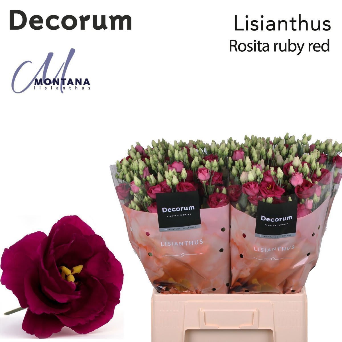 Срезанные цветы оптом Lisianthus do rosita red от 50шт из Голландии с доставкой по России