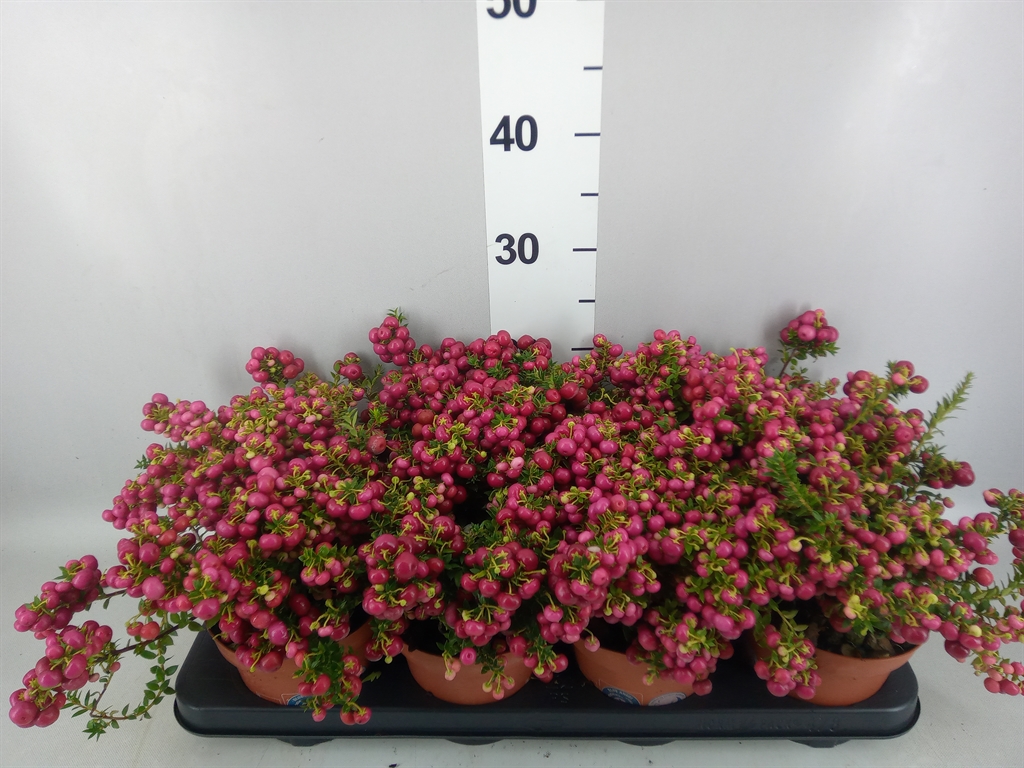 Горшечные цветы и растения оптом Gaultheria ...red Berry от 8шт из Голландии с доставкой по России