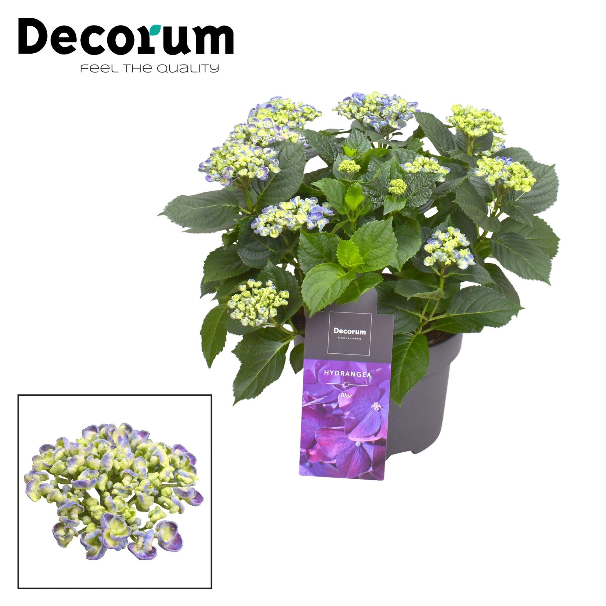 Горшечные цветы и растения оптом Hydrangea Ma Curly Wurly Blue 9+ (decorum) от 1шт из Голландии с доставкой по России