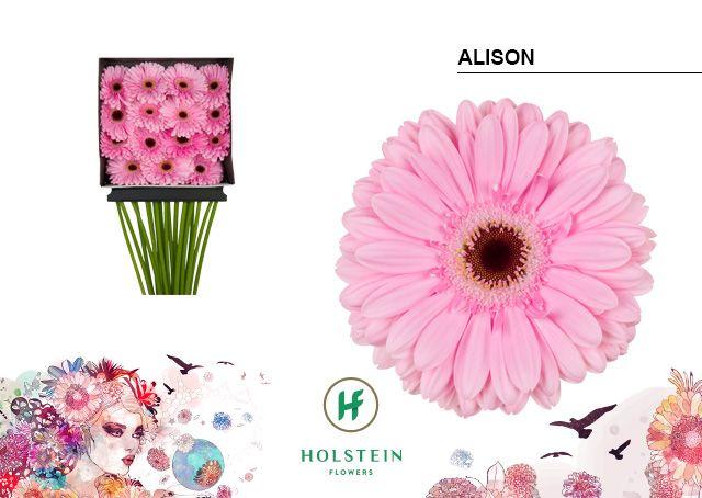Срезанные цветы оптом Gerbera diamond alison от 15шт из Голландии с доставкой по России