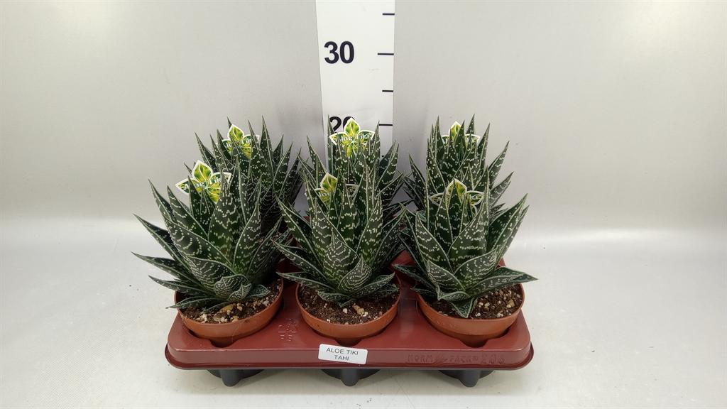 Горшечные цветы и растения оптом Aloe Aristata tiki Tahi от 6шт из Голландии с доставкой по России