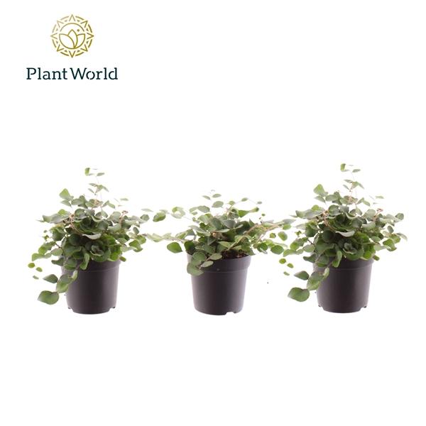 Горшечные цветы и растения оптом Pellaea Rotundifolia (decorum) от 16шт (для телеги) из Голландии с доставкой по России