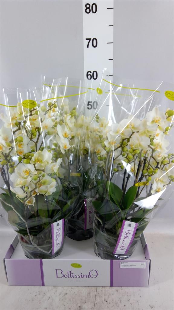 Горшечные цветы и растения оптом Phalaenopsis Multi. ...white от 3шт из Голландии с доставкой по России