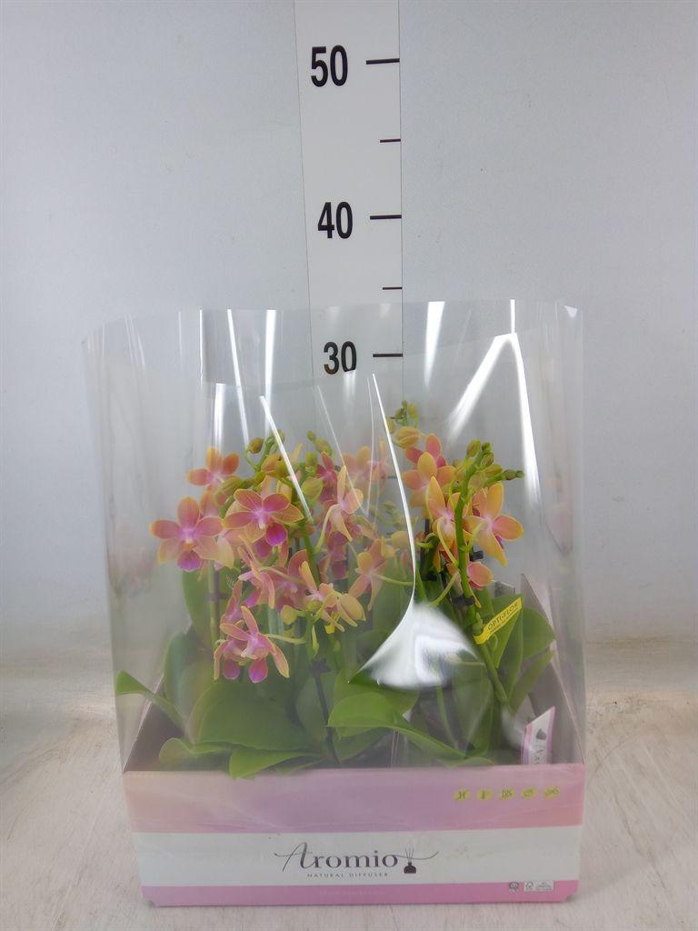 Горшечные цветы и растения оптом Phal 2st Optifriend Tess (opti) от 8шт (для телеги) из Голландии с доставкой по России