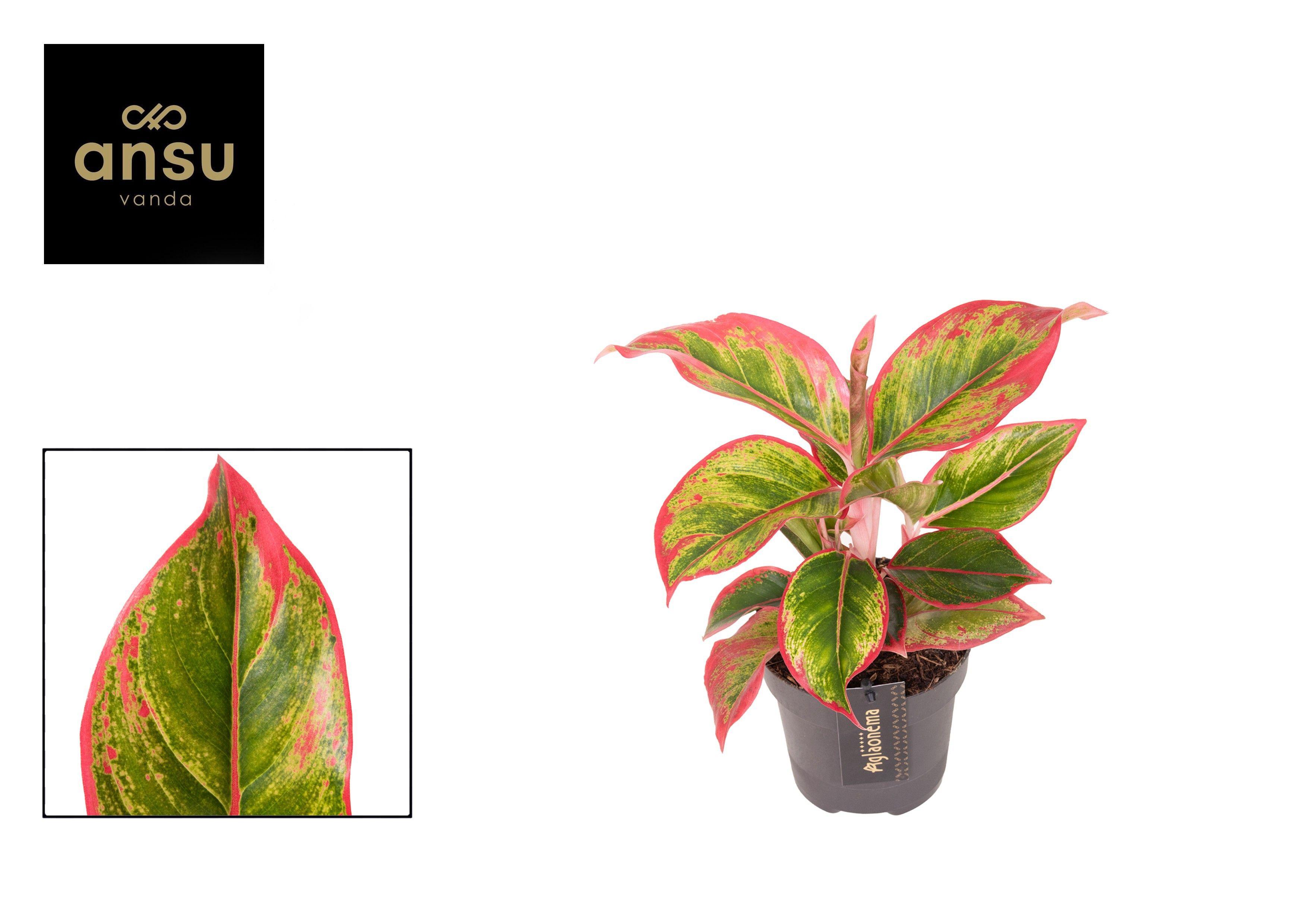 Горшечные цветы и растения оптом Aglaonema Cadmium Red от 6шт из Голландии с доставкой по России