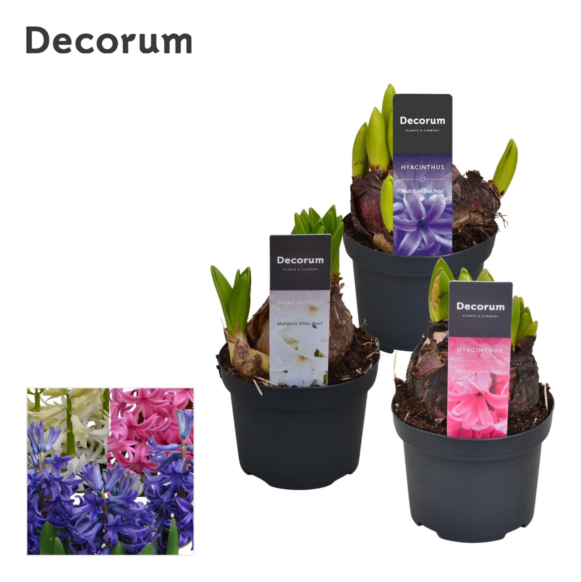 Горшечные цветы и растения оптом Hyacinthus Multiflora Mix (decorum) от 18шт (для телеги) из Голландии с доставкой по России