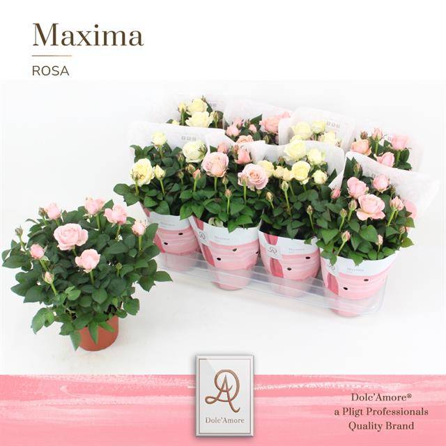 Горшечные цветы и растения оптом Rosa Infinity Mix от 8шт из Голландии с доставкой по России