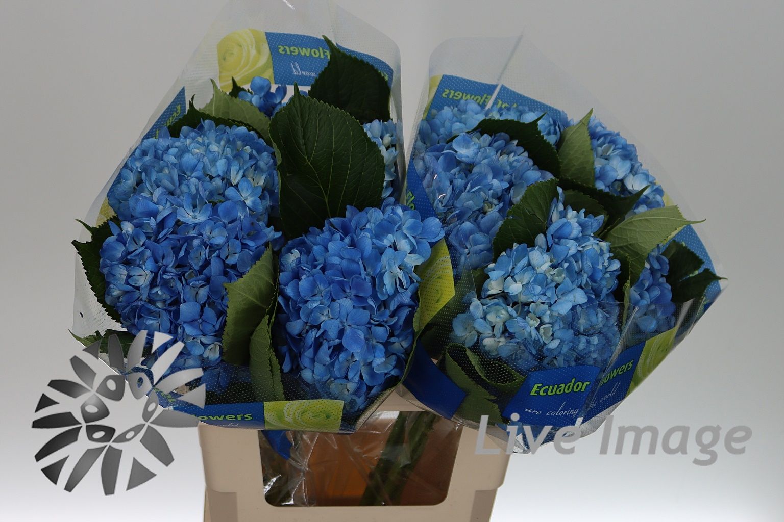 Срезанные цветы оптом Hydrangea blue dark от 10шт из Голландии с доставкой по России