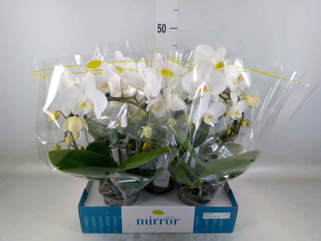 Горшечные цветы и растения оптом Phalaenopsis   ...white от 5шт из Голландии с доставкой по России