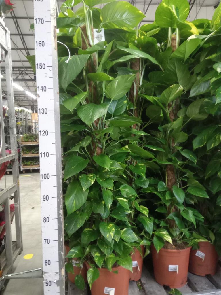 Горшечные цветы и растения оптом Epipremnum Pinn.   ...moss Stick от 1шт из Голландии с доставкой по России