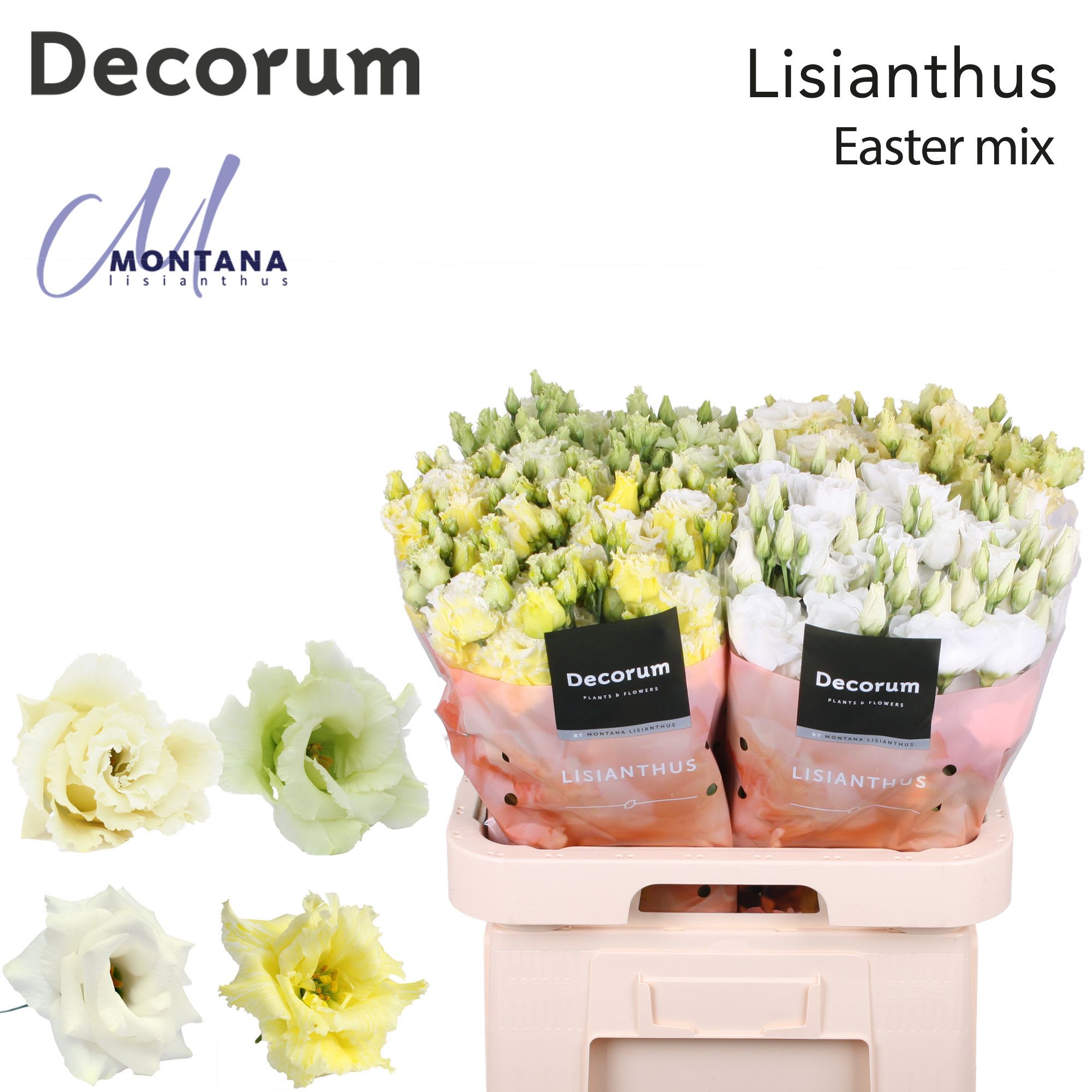 Срезанные цветы оптом Lisianthus do mix in bucket от 40шт из Голландии с доставкой по России