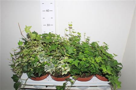 Горшечные цветы и растения оптом Hed He Gem 3 Srt от 8шт из Голландии с доставкой по России