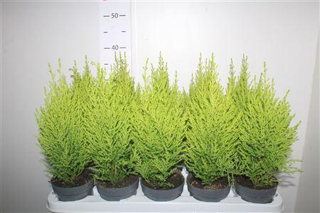 Горшечные цветы и растения оптом Cupressus Goldcrest Wilma от 15шт из Голландии с доставкой по России