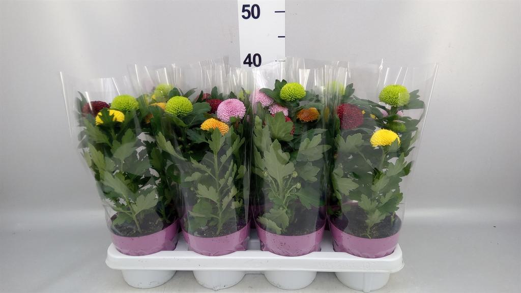 Горшечные цветы и растения оптом Chrysanthemum flowpop ...mix от 7шт из Голландии с доставкой по России