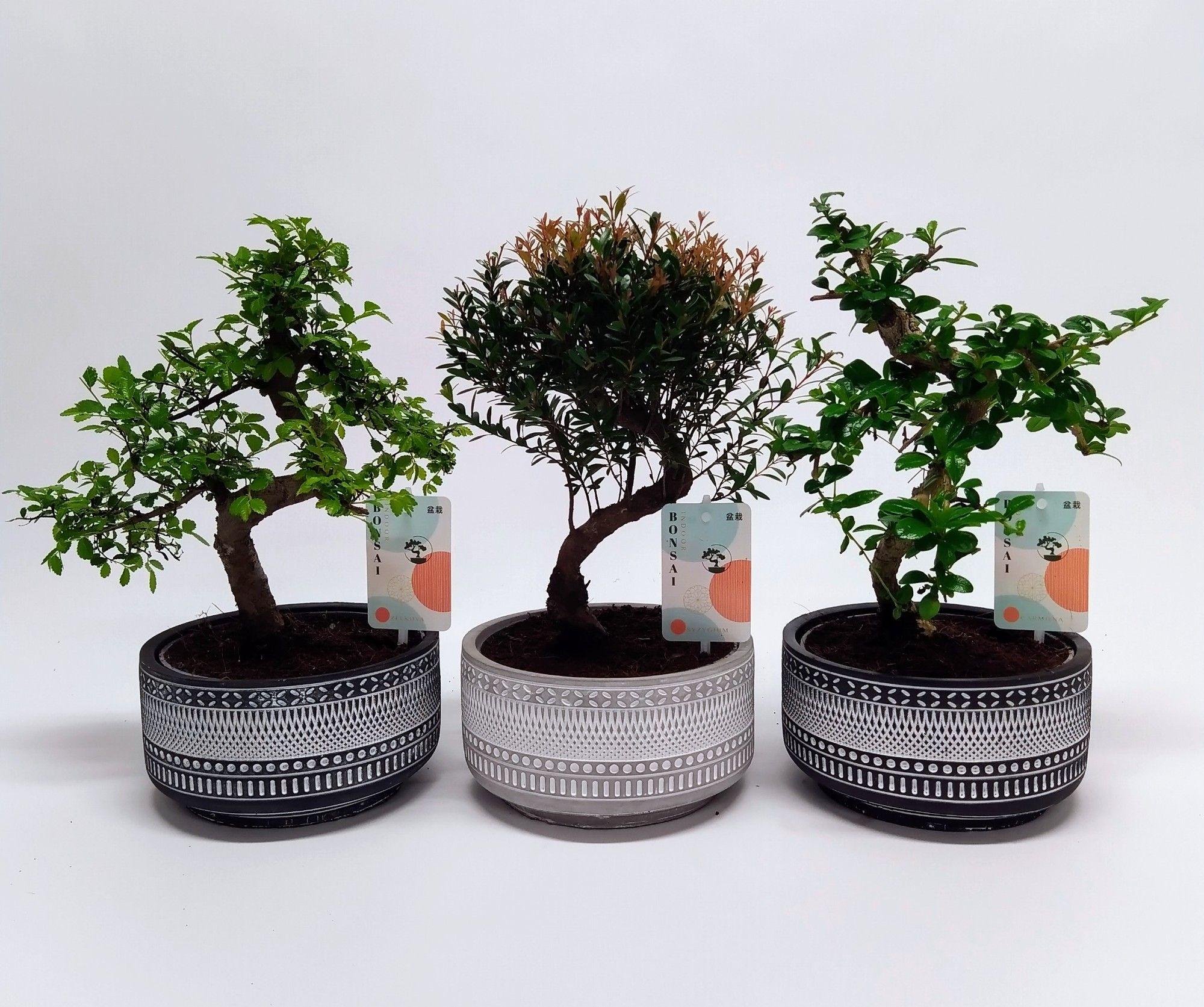 Горшечные цветы и растения оптом Bonsai Mix Tribal от 5шт из Голландии с доставкой по России