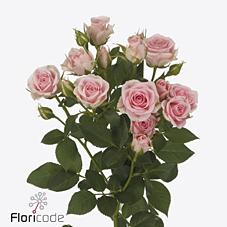 Срезанные цветы оптом Rosa spray severina от 60шт из Голландии с доставкой по России