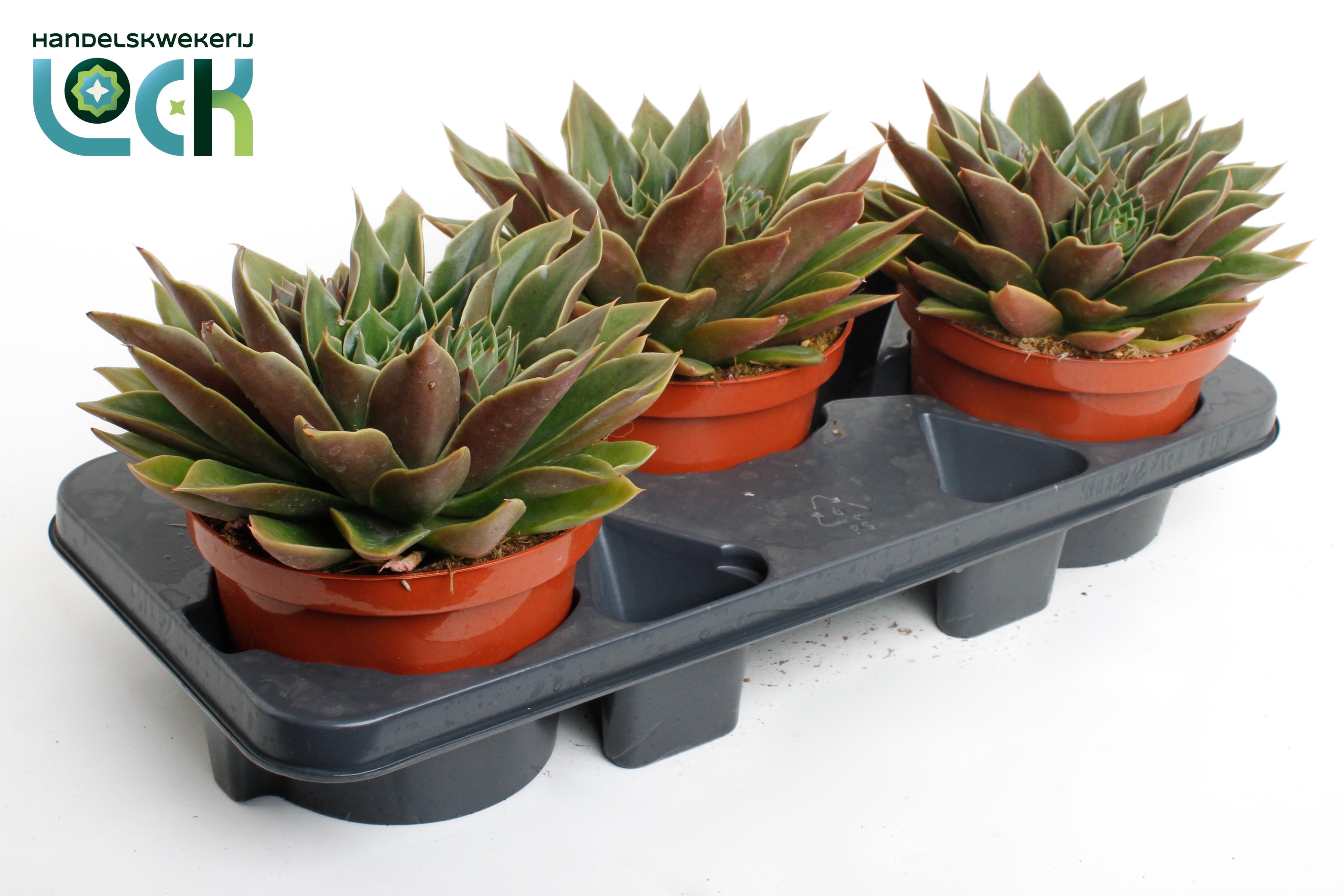 Горшечные цветы и растения оптом Echeveria Mexico от 3шт из Голландии с доставкой по России