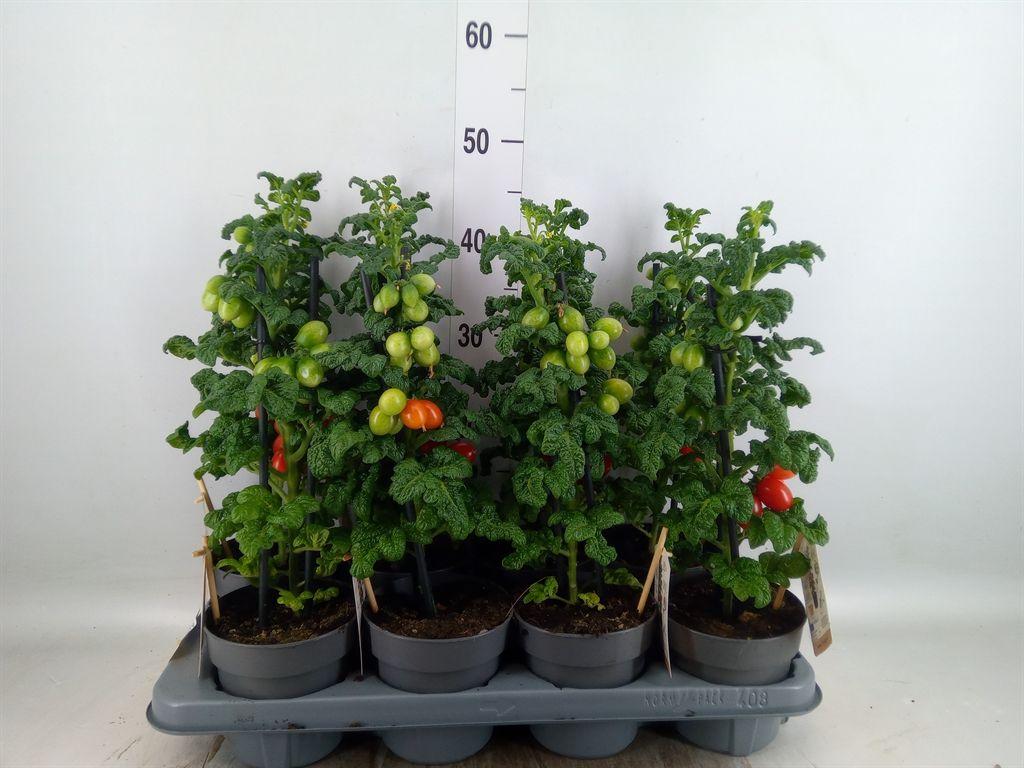Горшечные цветы и растения оптом Solanum Lycopersicum   ... от 8шт из Голландии с доставкой по России