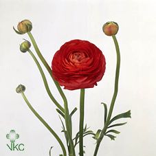 Срезанные цветы оптом Ranunculus elegance red от 50шт из Голландии с доставкой по России