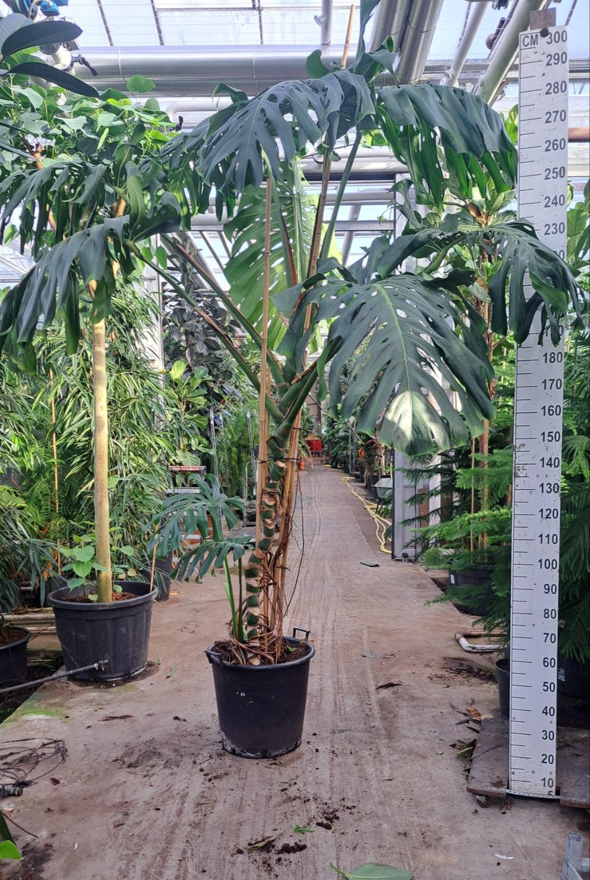 Горшечные цветы и растения оптом Monstera Deliciosa Big Xxl от 1шт из Голландии с доставкой по России