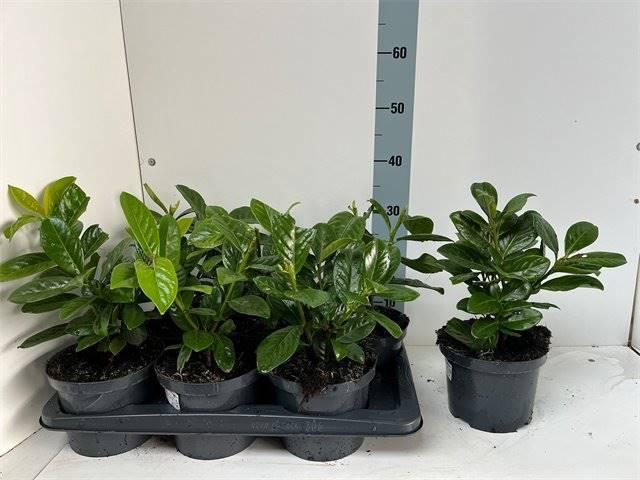 Горшечные цветы и растения оптом Prunus Lauro Novita от 6шт из Голландии с доставкой по России