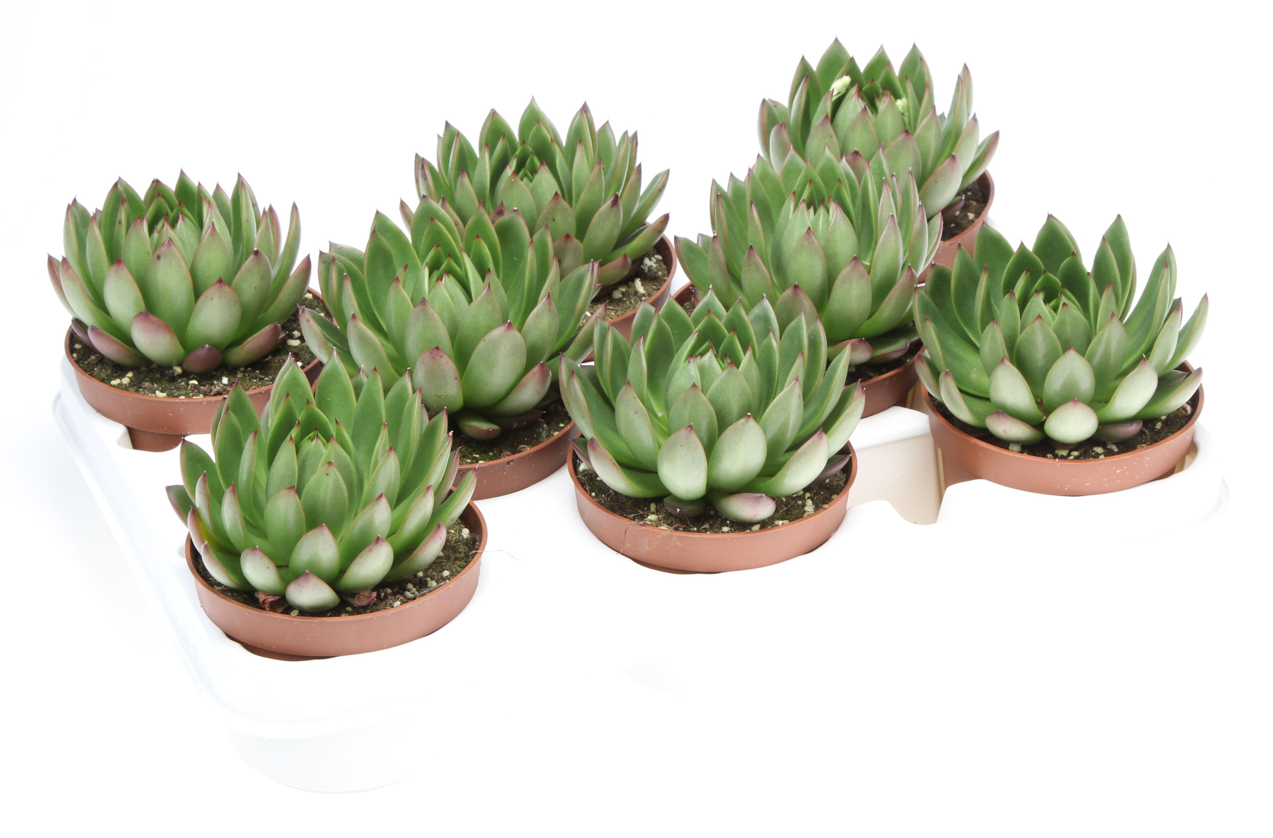 Горшечные цветы и растения оптом Echeveria Costarii от 8шт из Голландии с доставкой по России