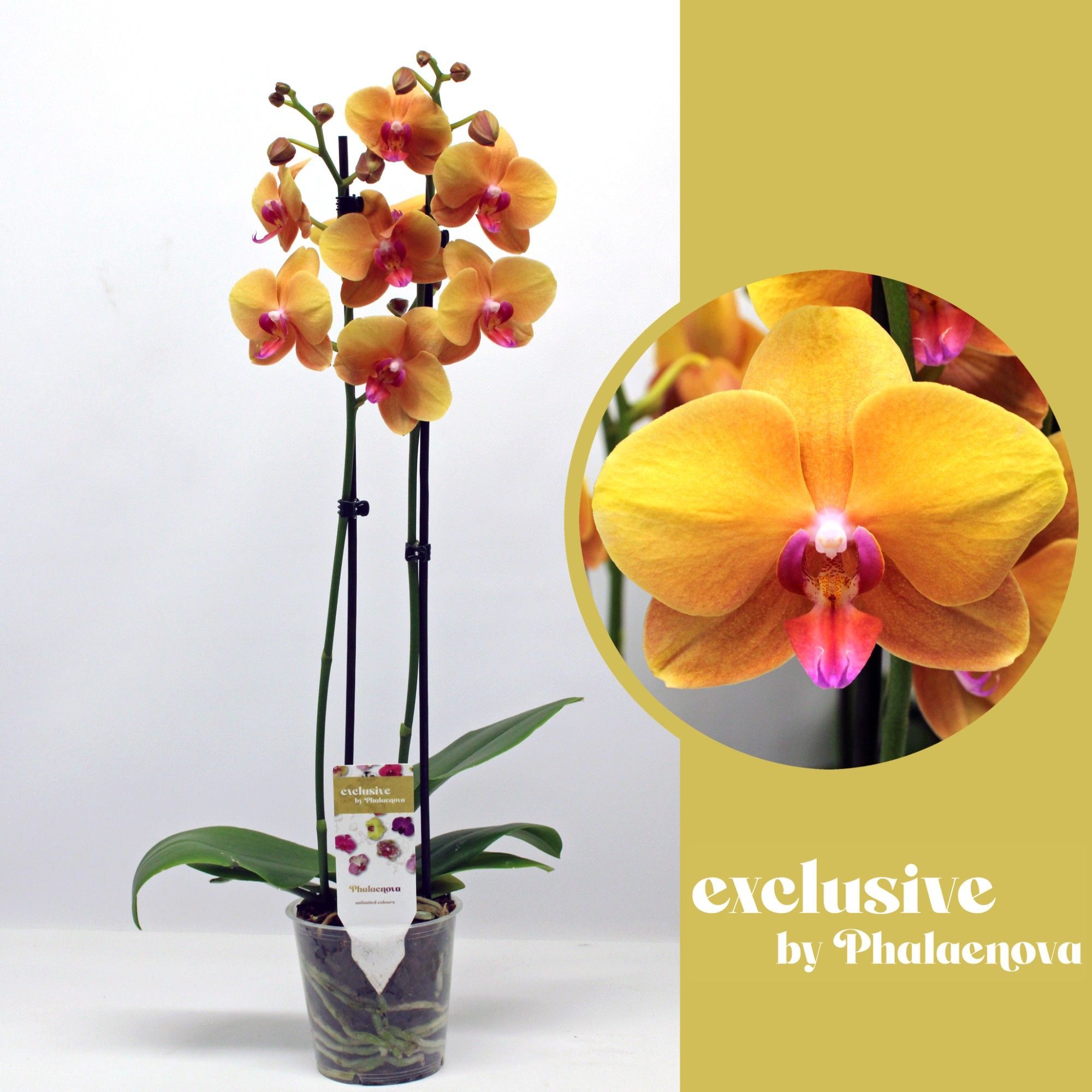 Горшечные цветы и растения оптом Phal 2st Buddha 16+ (phalaenova) от 10шт из Голландии с доставкой по России