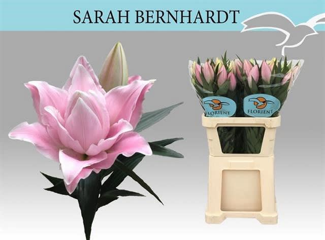 Срезанные цветы оптом Lilium or sarah bernhardt от 40шт из Голландии с доставкой по России