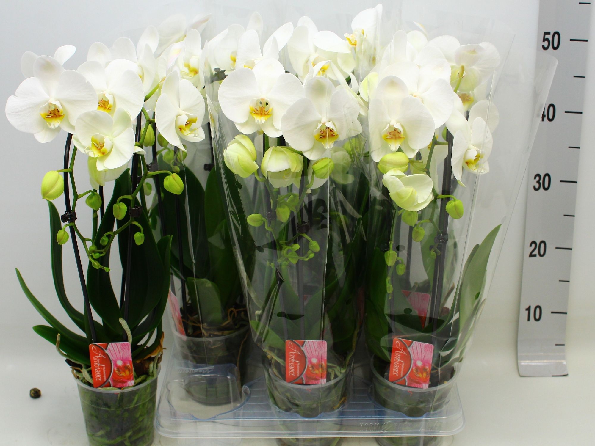 Горшечные цветы и растения оптом Phal El Cascade от 6шт из Голландии с доставкой по России