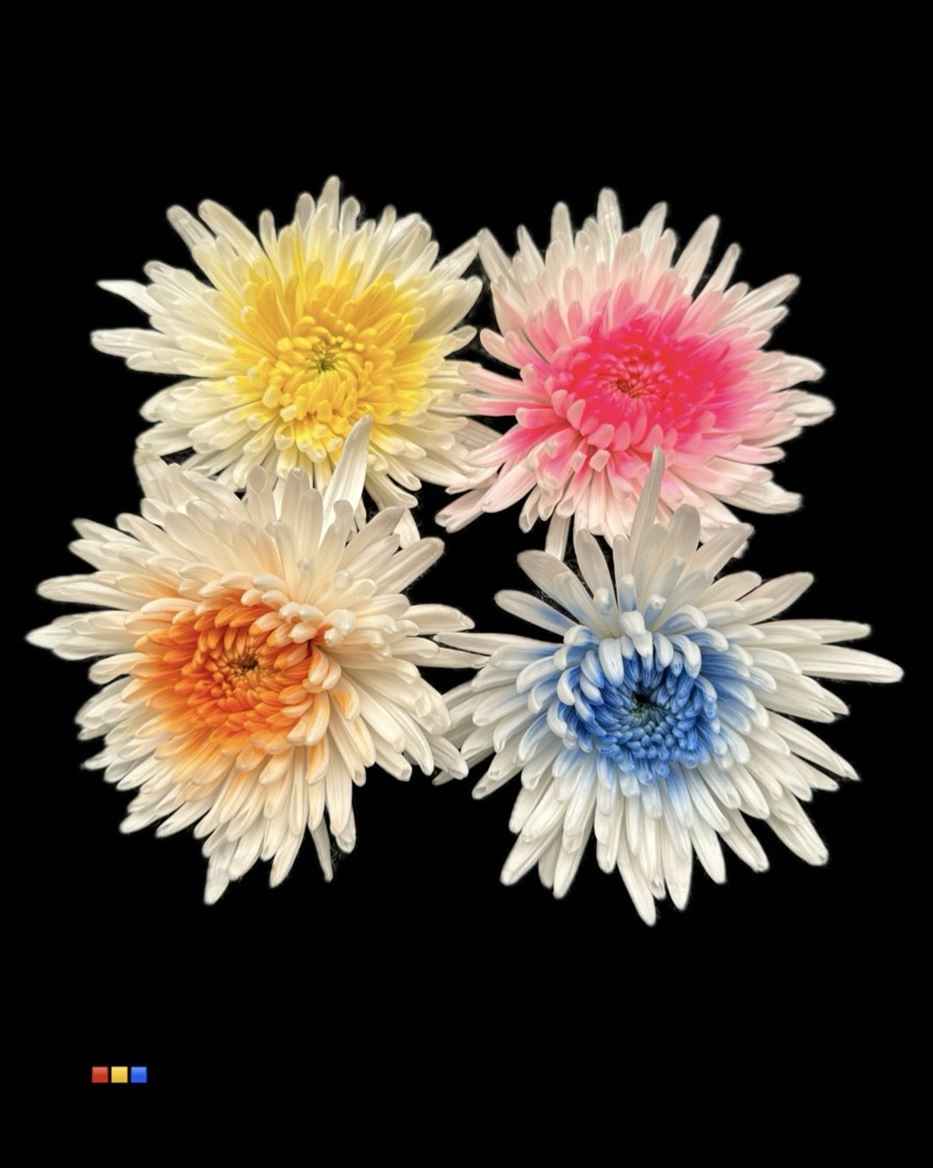 Срезанные цветы оптом Chrys bl paint anastasia mix white от 60шт из Голландии с доставкой по России