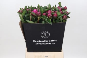 Срезанные цветы оптом Paeonia red sarah bernhardt от 60шт. из Голландии с доставкой по России