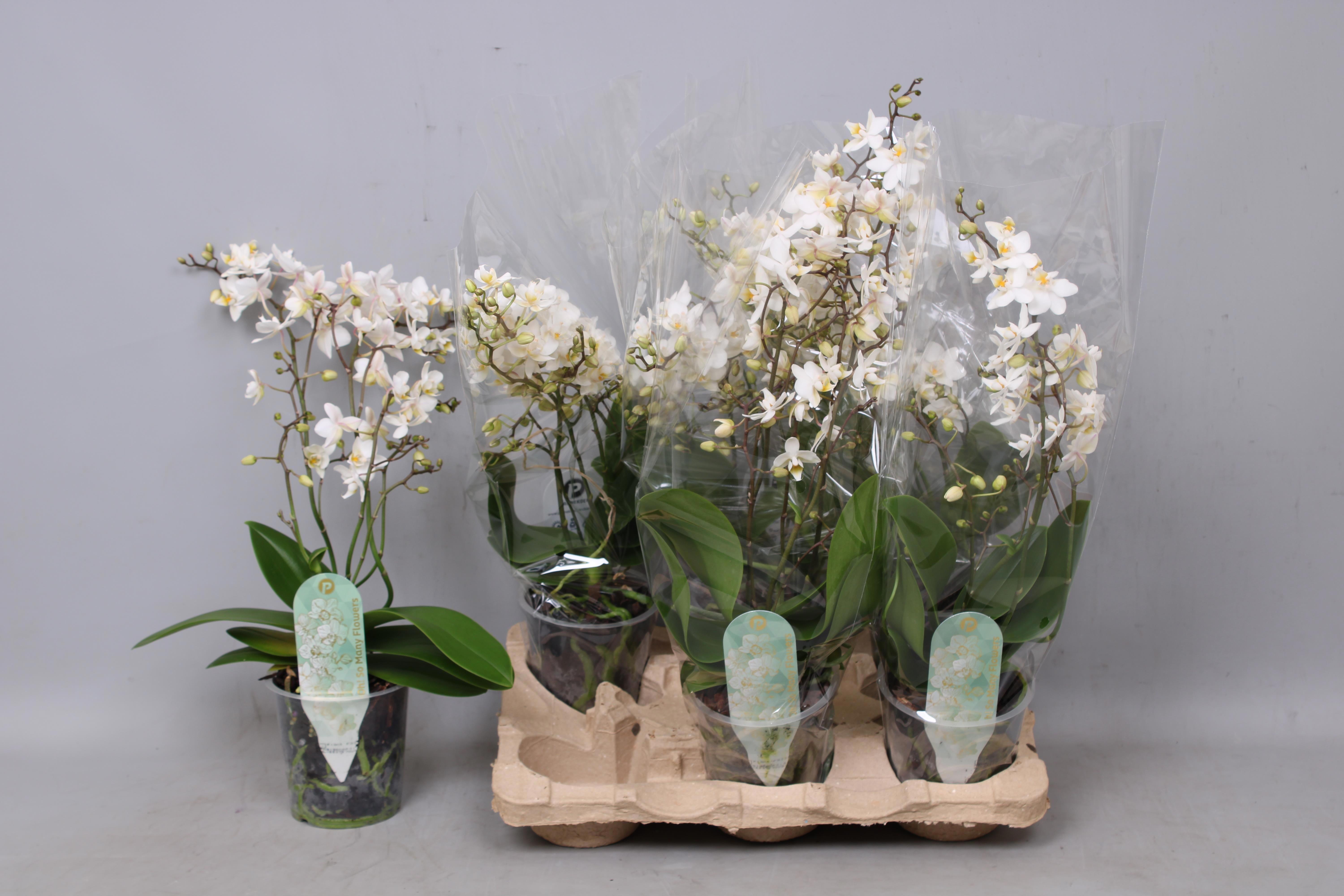 Горшечные цветы и растения оптом Phal Mf F Soft Cloud от 6шт из Голландии с доставкой по России