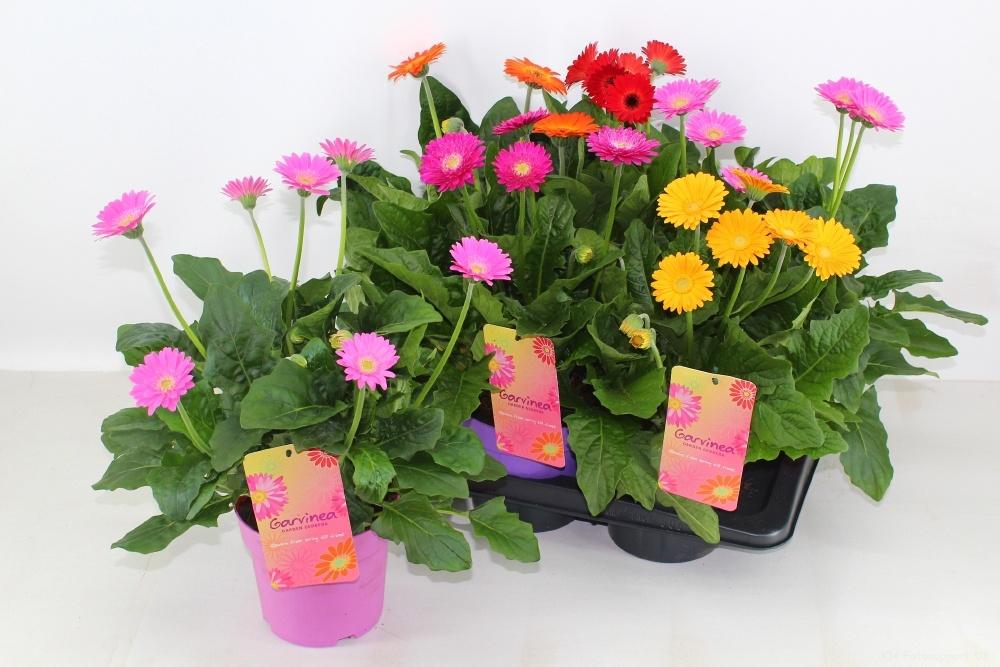 Горшечные цветы и растения оптом Gerb Garvin Gem от 6шт (для телеги) из Голландии с доставкой по России